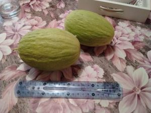 eesti melon noored viljad