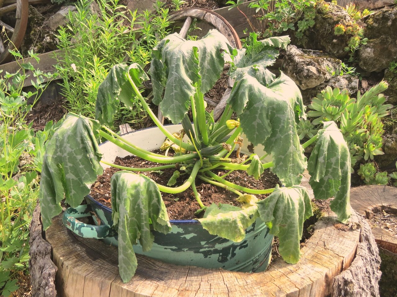Hanging leaves of Cucurbita pepo subsp. pepo Zucchini (zucchini) at Bichlhäusl, Tiefgrabenrotte, Frankenfels, Austria