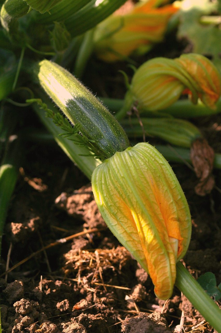 Maturating courgette/zuchinni.
