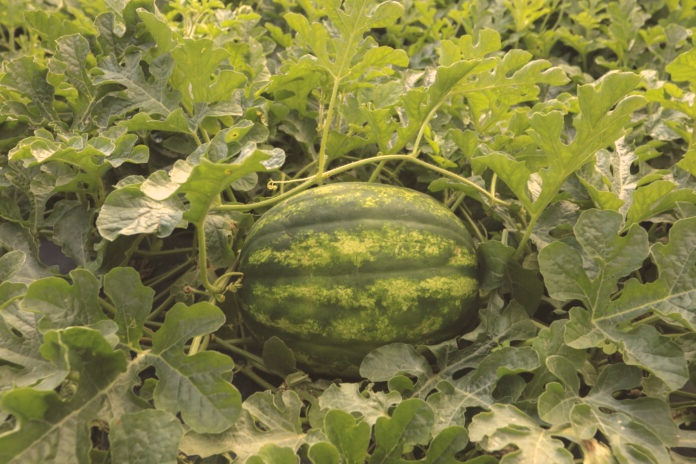 arbuusi vili avamaal