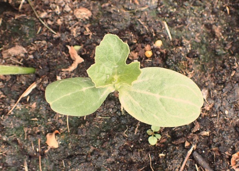 Arbuusi kasvatamine algajatele: Eesti tingimustes magusa saagini