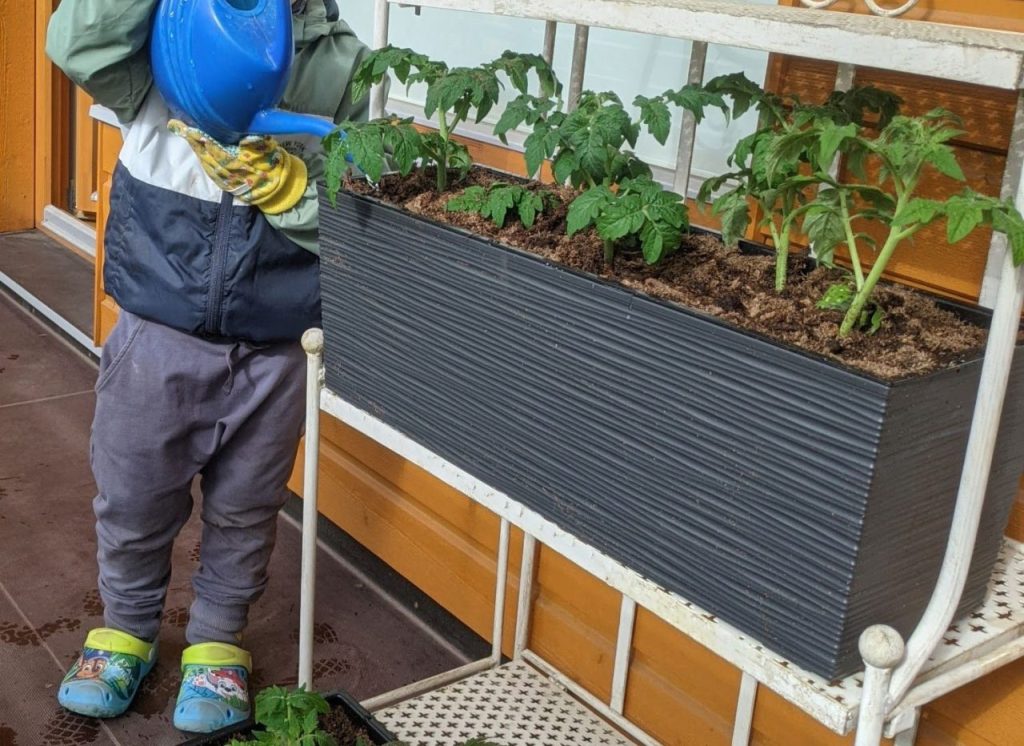 laps kasvatab tomatit