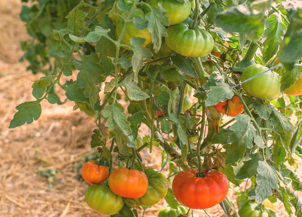 tomat marmande kasvuhoones