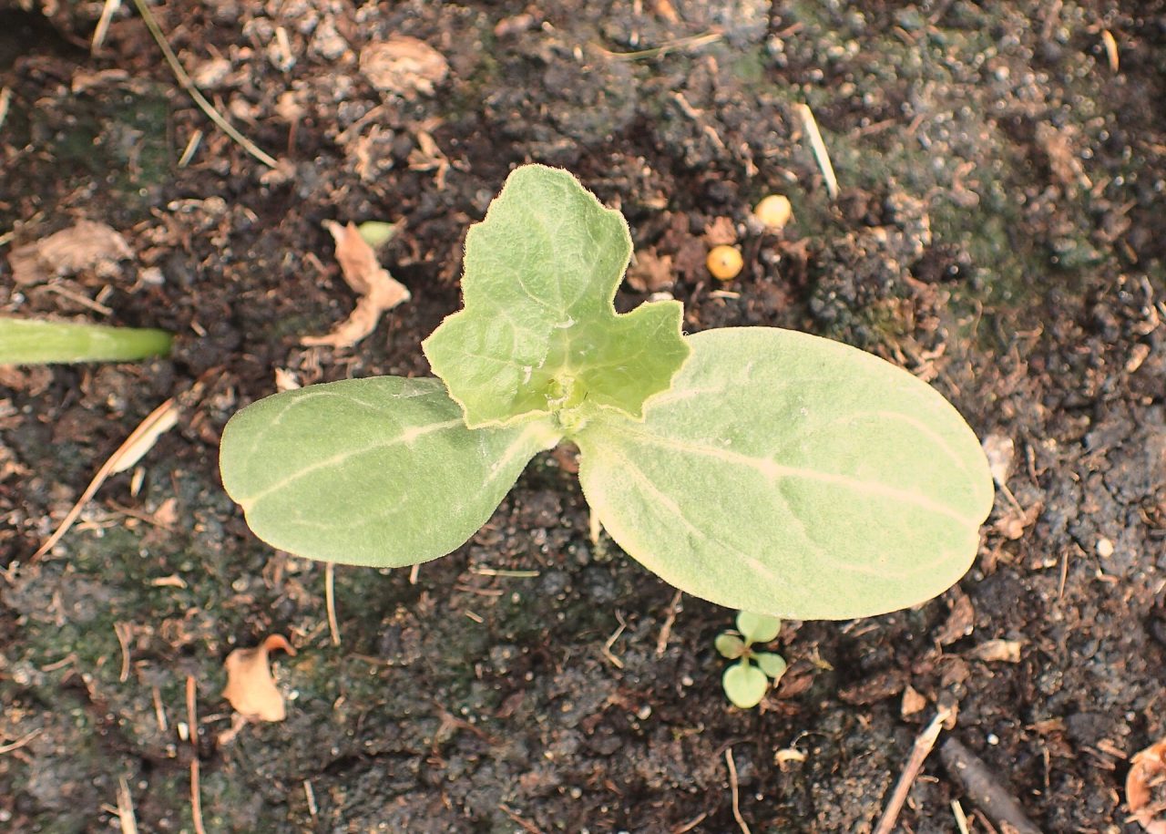 Citrullus lanatus 'Zloto Wolicy' seedling in the UMCS Botanical Garden in Lublin