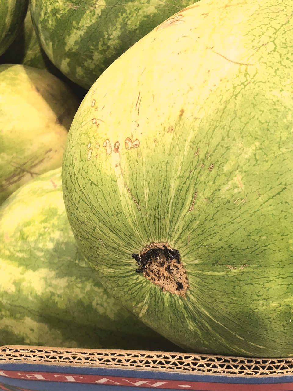 Citrullus lanatus (fruit)