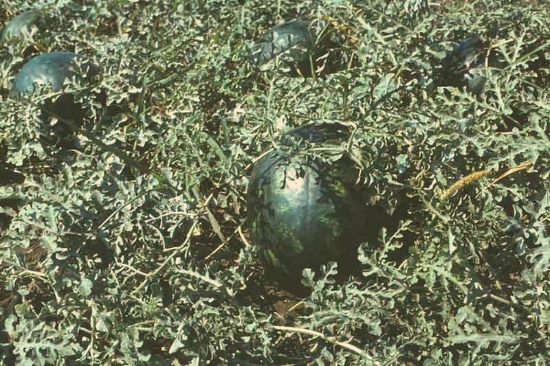 Citrullus lanatus - 2 (1980).