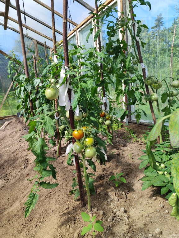 Kasvuhoones kasvav tomatitaim, mille alumised lehed kolletuvad, samal ajal kui viljad valmivad