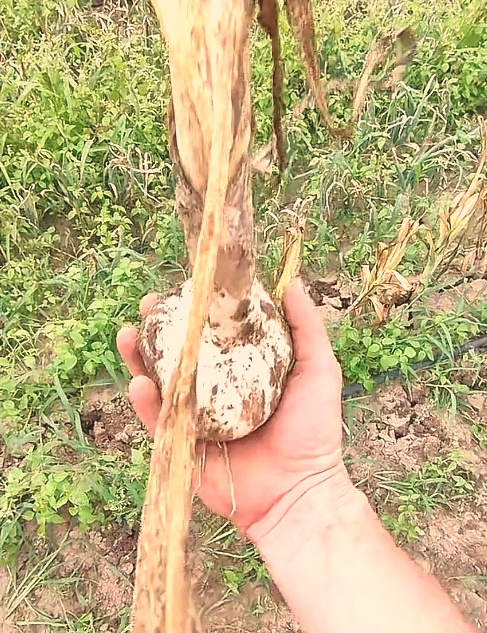 Elevantküüslauk (Elephant garlic) Eestis: istutamine, talvitumine ja saak